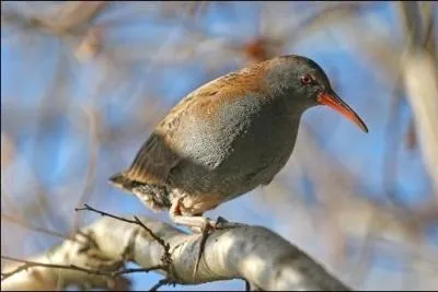 Quel est cet oiseau ?
