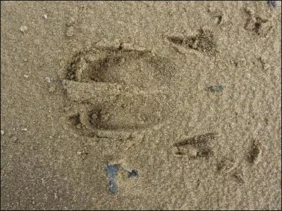 Quelle est cette trace ?