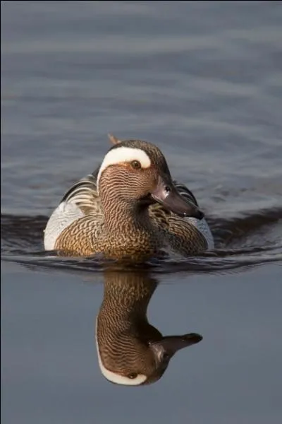 Quel est ce canard ?