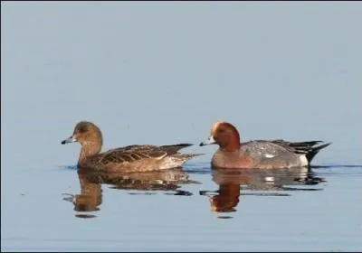 Quel est ce canard ?