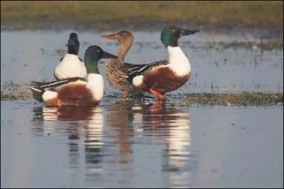 Quel est ce canard ?