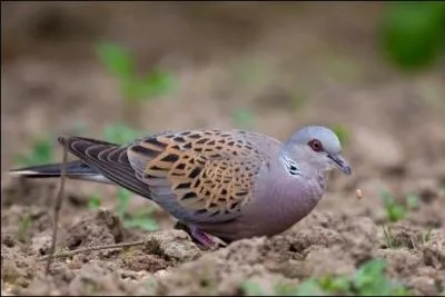 Quel est cet oiseau ?