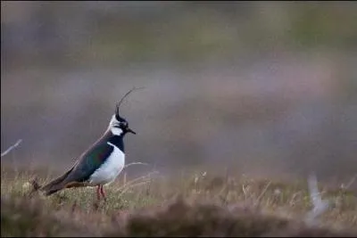 Quel est cet oiseau ?