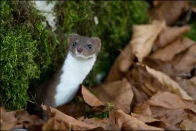 Quel est ce mustélidé ?