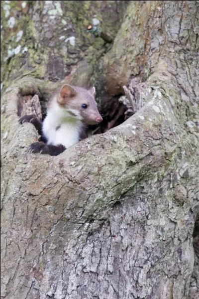 Quel est ce mustélidé ?