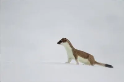 Quel est ce mustélidé ?