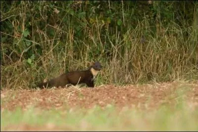 Quel est ce mustélidé ? courage !