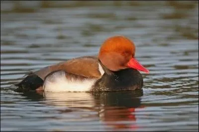 Quel est cet oiseau ?