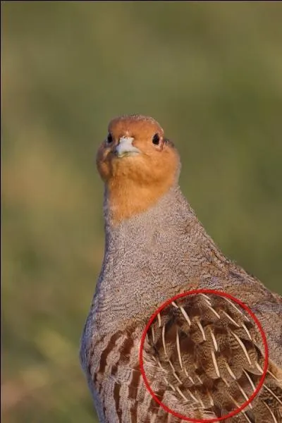 Quel est cet oiseau ?