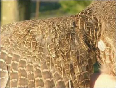 C'est l'aile de quel oiseau ?