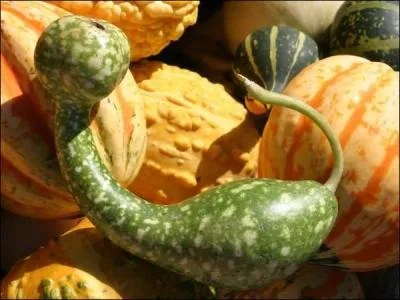 Mammifère tel que le bison, le buf, le buffle, le taureau, etc.