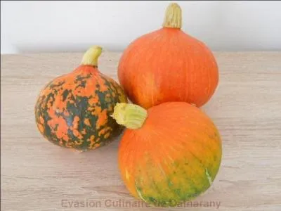 Palmier d'Inde et d'Afrique aussi appelé rônier :