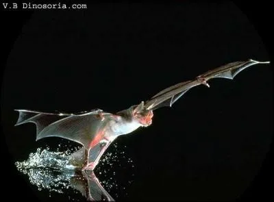 Quelle est la distance maximum parcourue par la noctule commune d'Europe, afin d'hiberner ?