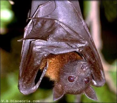 La roussette est appelée aussi renard volant des Philippines...
