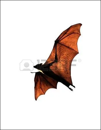 Sur cette photo, j'observe très nettement une chauve-souris frugivore...