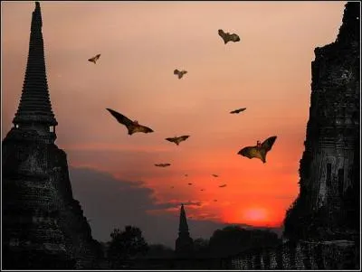 Joli vol de chauves-souris, mais où a été prise cette photo ?