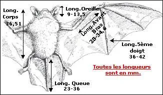 D'après vous, quelle est la plus petite ?