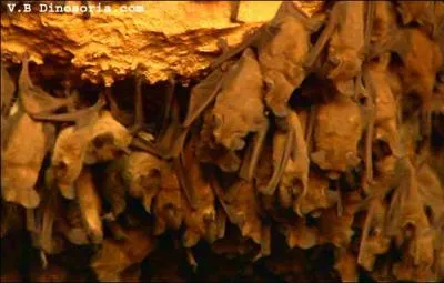 Pour quelle raison, la chauve-souris doit-elle émigrer ou hiberner ?