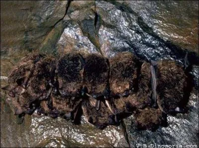 Elle hiberne dans des grottes, des caves, ou des galeries artificielles creusées par l'homme...