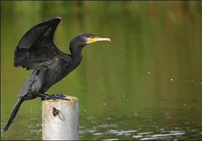 Quel est cet oiseau ?