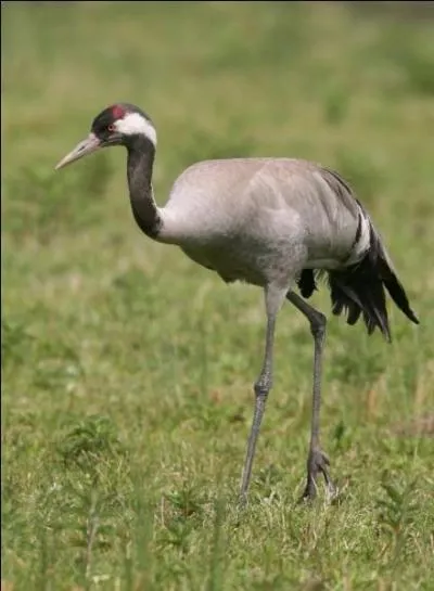 Quel est cet oiseau ?