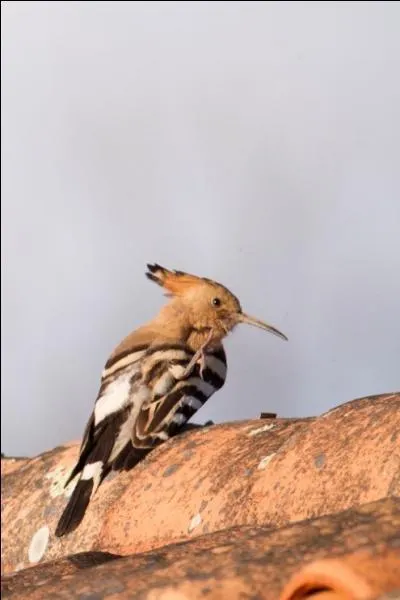 Quel est cet oiseau ?