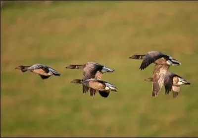 Quelle est cette oie ?