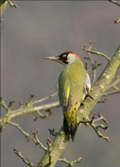 Quel est cet oiseau ?