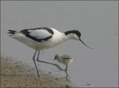 Quel est cet oiseau ?