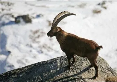 Quel est ce mammifère ?