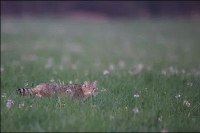 Quel est ce mammifère ?