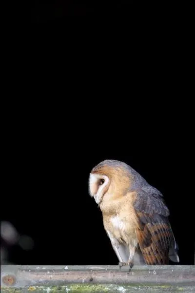 Quel est cet oiseau ?