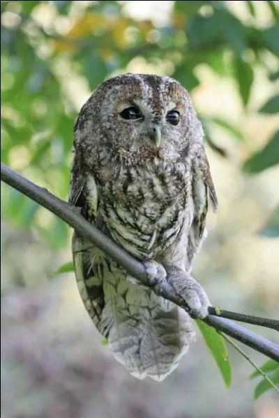 Quel est cet oiseau ?