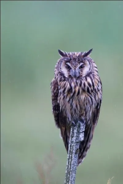 Quel est cet oiseau ?