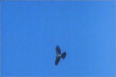 Quel est cet oiseau ?