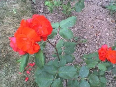 Quel rapport y a-t-il entre illustration et proposition ?