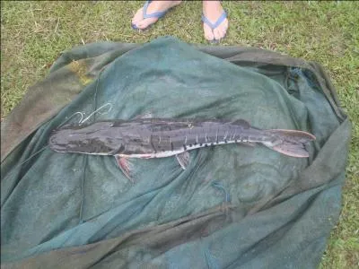 Donnez un avis éclairé sur le poisson de la photo !