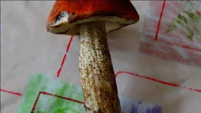 Quelle ville française a donné son nom à un cèpe ?