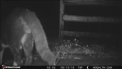 Qui a chanté "le petit bout de la queue du chat" ?