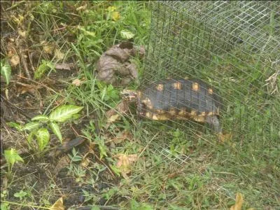 On peut connaître approximativement l'âge d'une tortue ...