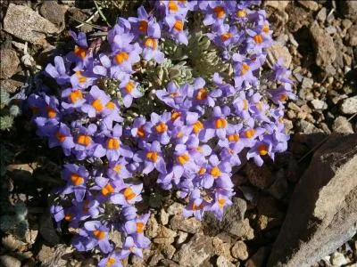 Par quel autre nom n'appelle-t-on pas « La Linaire des Alpes » ?