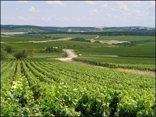 Les Vins d'Alsace proviennent de sept cépages principaux. Lequel de ces cépages n'est pas un cépage d'Alsace ?