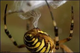 Quand je vois le travail qu'une araignée peut accomplir en une heure, j'ai envie de lui dire "... fière de ta toile".