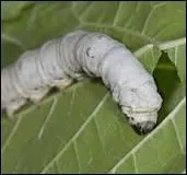 Si tu ne le fais pas, je vais te jeter un ver à ... à la figure.
