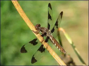 Les libellules vivent dans les airs mais pondent-elles leurs ufs dans l'eau ?