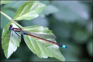 La libellule se métamorphose-t-elle ?