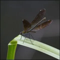 Que se dit cette libellule ?