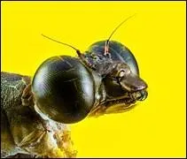 Dans chacun de leurs yeux se cache des milliers d'yeux appelés "facettes".