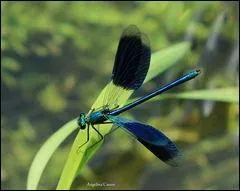 Et combien de pattes ?