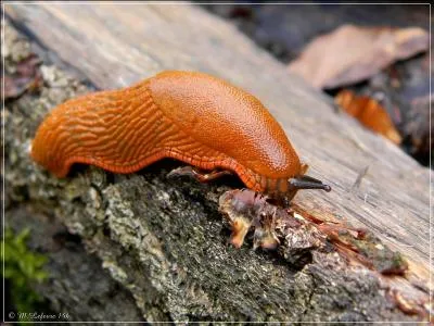 Dans « Le roman de Renart », l'animal représenté sur la photo s'appelle :